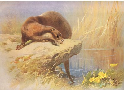 The Otter, from Thorburn