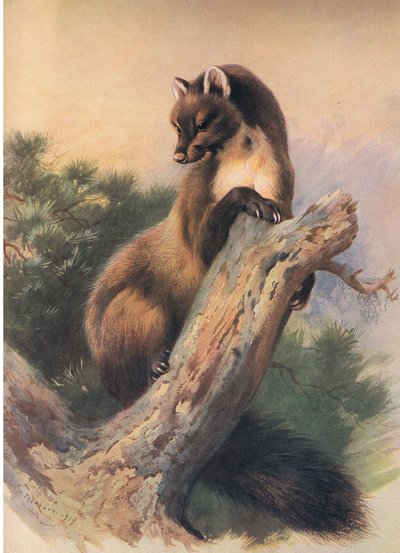 The Pine Marten, from Thorburn