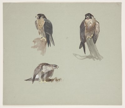 Three colour sketches of male peregrine, c.1915 by Archibald Thorburn