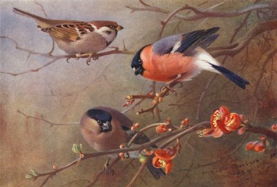 Tree-Sparrow, Bullfinch (male and female) by Archibald Thorburn