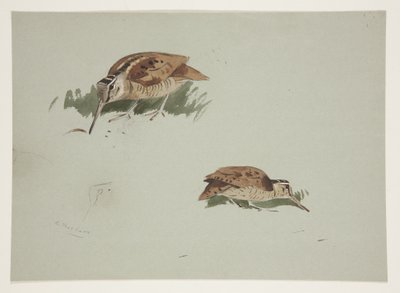 Two vignettes of woodcock, c.1915 by Archibald Thorburn