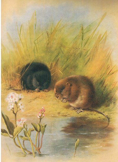 Water Vole, from Thorburn