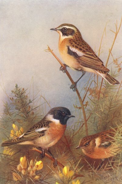 Whinchat, Stonechat (male and female) by Archibald Thorburn