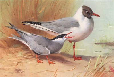 Whiskered Tern, Black-Headed Gull (summer) by Archibald Thorburn