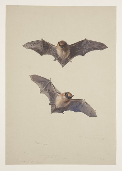 Whiskered bat, c.1915 by Archibald Thorburn