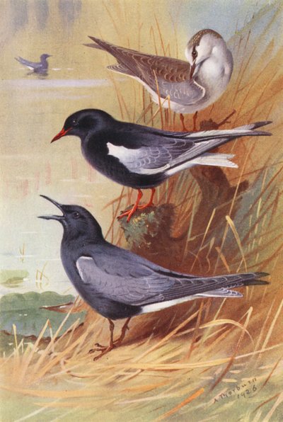 White-Winged Black Tern (adult and young), Black Tern by Archibald Thorburn