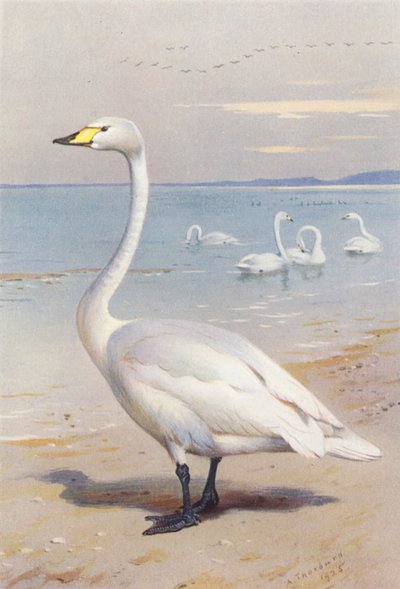 Whooper Swan by Archibald Thorburn