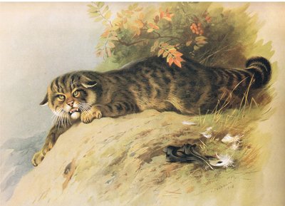 Wild Cat, from Thorburn