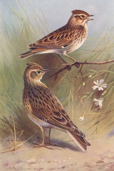 Wood-Lark, Sky-Lark by Archibald Thorburn