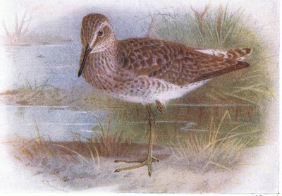 Wood Sandpiper, from Birds of the British Isles and Their Eggs by Archibald Thorburn