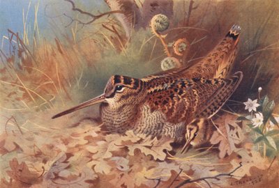 Woodcock by Archibald Thorburn