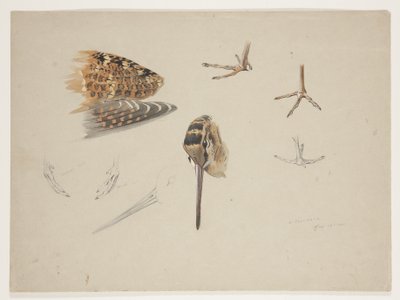 Woodcock beak, feet and wing, c.1915 by Archibald Thorburn