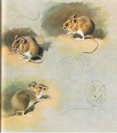 Woodmouse by Archibald Thorburn