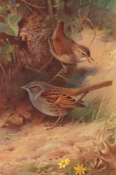 Wren, Hedge-Sparrow by Archibald Thorburn