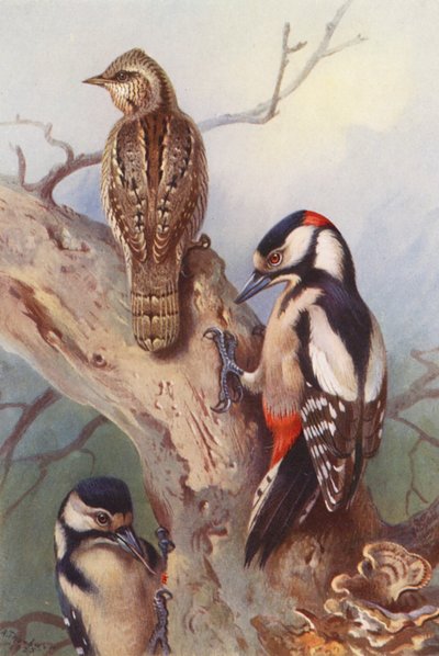 Wryneck, Great Spotted Woodpecker (male and female) by Archibald Thorburn