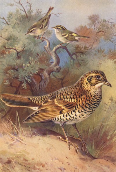 Yellow-Browed Warbler, Pallas