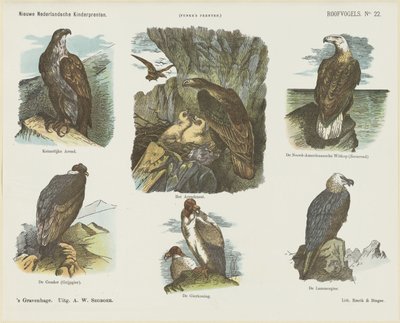 Birds of Prey (title on object) New Dutch Children