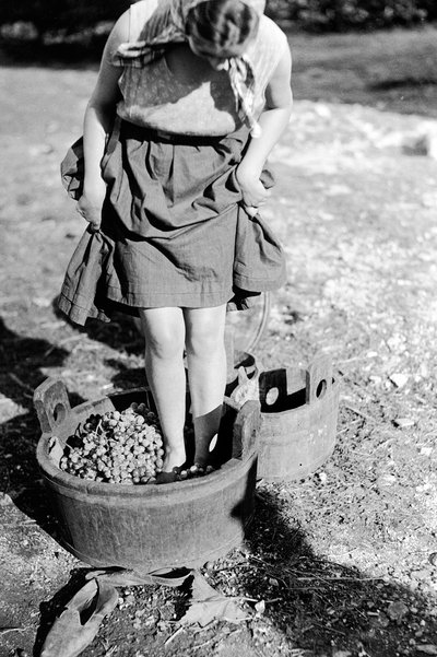Wine Treading in a Vat, Italy by Armando Bruni