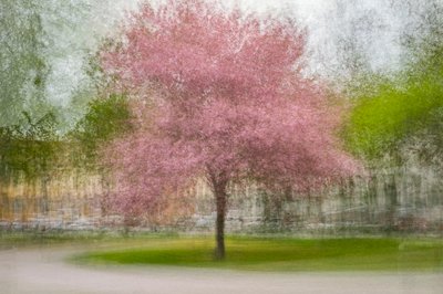 Blurred Pink Spring Tree von Arne Östlund