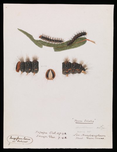 Caterpillar, Epicoma contristis, Teara tristis by Arthur Bartholomew