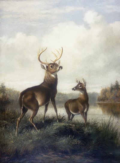 Buck and Doe by Arthur Fitzwilliam Tait