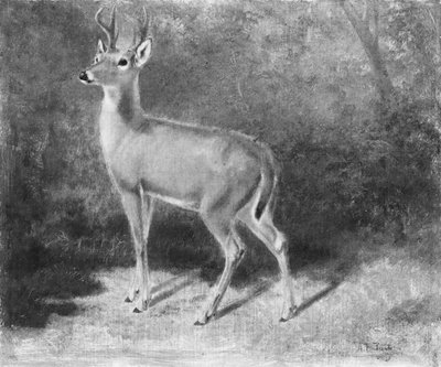 Deer Sketch from Nature by Arthur Fitzwilliam Tait