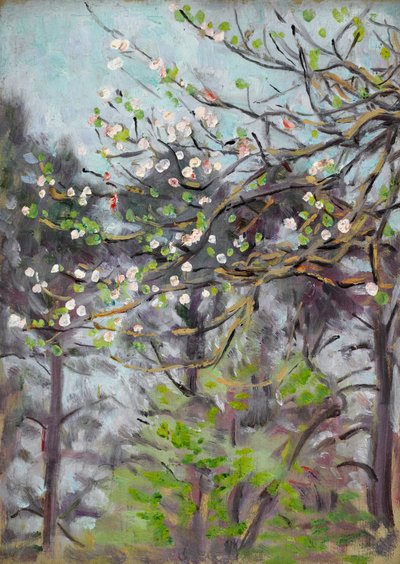 Cherry Tree in Blossom with Pine Trees in Background by Arthur Haythorne Studd