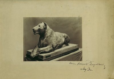 Lioness by Arthur Strasser