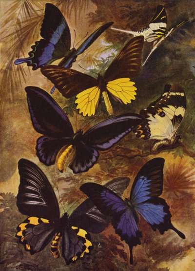 Beautiful Butterflies: Black and Gold Butterflies from the East Indies by Arthur Twidle