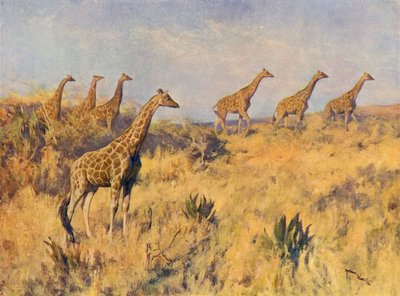 A Troop of Giraffes by Arthur Wardle