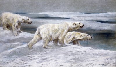 Polar Bears by Arthur Wardle