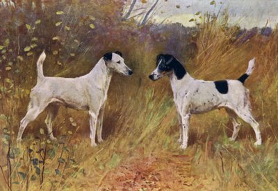 Rival Beauties, Champion Donna Fortuna and Champion Duchess of Durham by Arthur Wardle