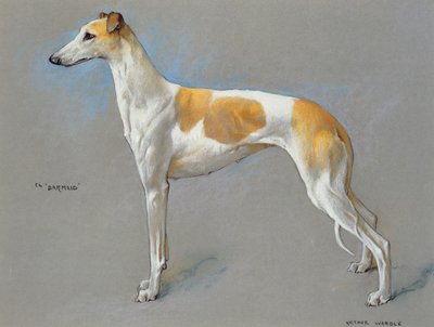The white and fawn champion greyhound bitch 