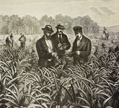 Colonization of the Bahamas (1880). Pineapple planting in New Providence Island. Pineapples were one of the products for export from the port of Nassau. by Artist Unknown