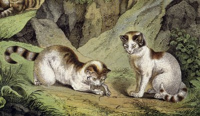 Two Cats Playing by Artist Unknown
