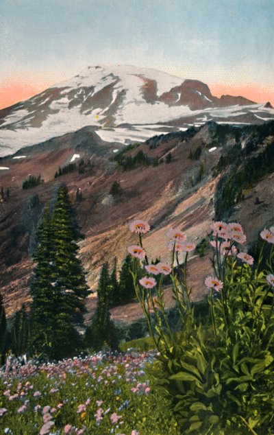 Purple Asters, in Mount Rainier National Park by Asahel Curtis