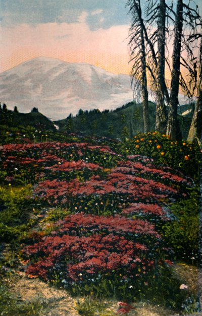 Purple Heather Growing, Mount Rainier National Park, c1916 by Asahel Curtis