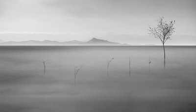 Misty Lake Lone Tree by Asef Azimaie