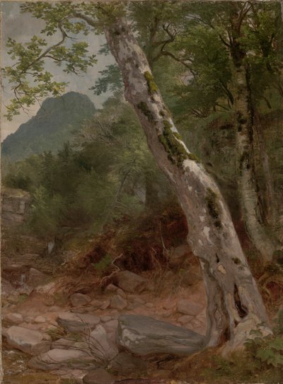 A Sycamore Tree, Kaaterskill Clove by Asher Brown Durand