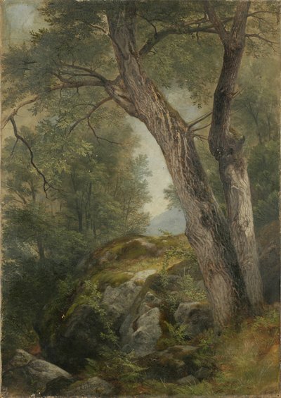Butternut Tree at Hague, Lake George, NY by Asher Brown Durand