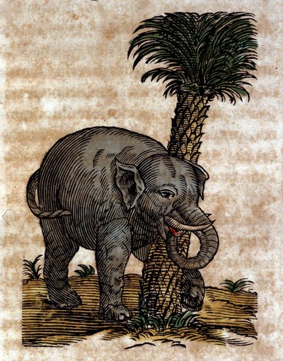 An Elephant Rubbing Against a Palm Tree Trunk by Athanasius Kircher