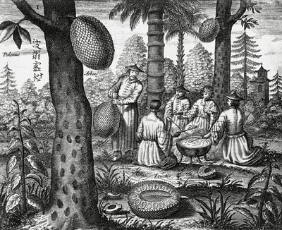 Chinese fruits, engraving from China monuments by Athanasius Kircher