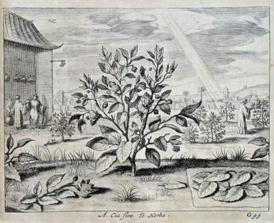 Le camellia - in 