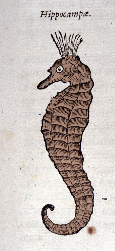 Representation of a Seahorse. Engraving from a Work by Athanasius Kircher by Athanasius Kircher