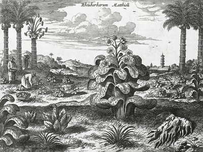 Rhubarb plant, engraving from China monuments by Athanasius Kircher