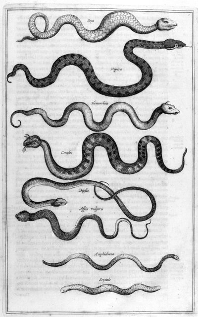 Types of Snakes, from Arca Noe by Athanasius Kircher