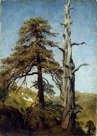 Study of Trees, Norway by August Cappelen