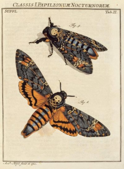Butterfly, Death