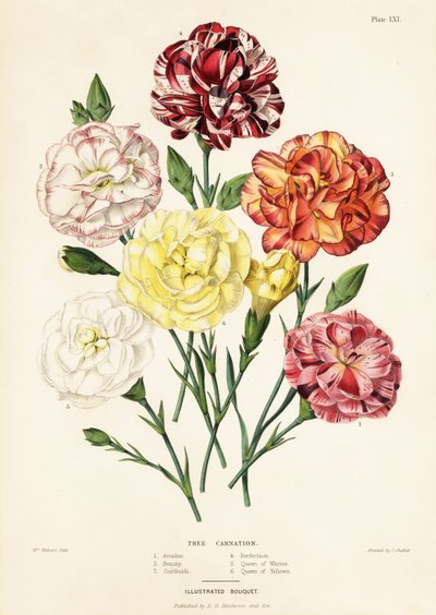 Tree carnation varieties, Dianthus caryophyllus: Ariadne 1, Beauty 2, Garibaldi 3, Perfection 4, Queen of Whites 5, Queen of Yellows 6 by Augusta Innes (after) Withers