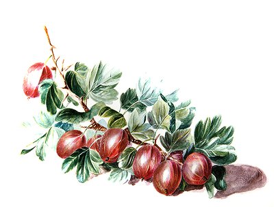 Gooseberries by Augusta Innes Withers